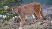 Investigan denuncia por presunta caza de un puma en Aysén