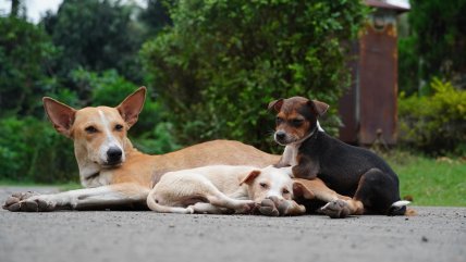 Hombre fue detenido por faenar y cocinar a perro cachorro en La Pintana