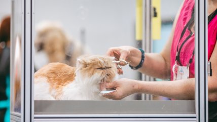 Cámara pide al Gobierno crear una red de salud veterinaria con acceso gratuito