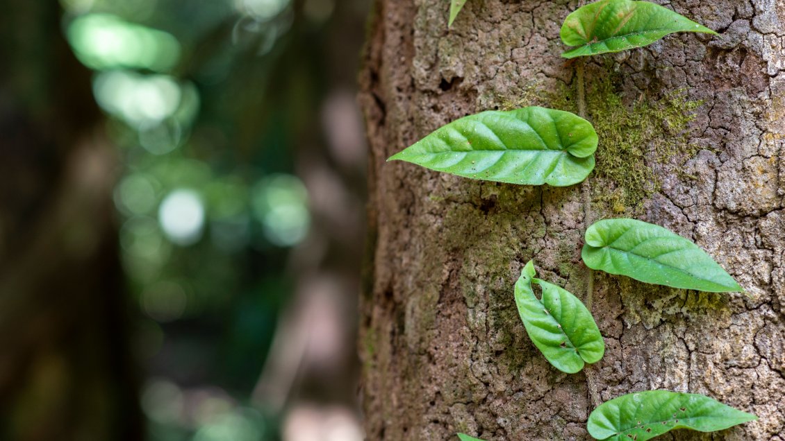 El Foro Mundial de la Ayahuasca debate sobre el presente y el futuro del brebaje amazónico