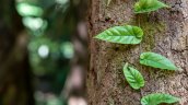 El Foro Mundial de la Ayahuasca debate sobre el presente y el futuro del brebaje amazónico