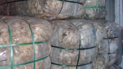 Chile abrió las puertas del mercado textil indio con histórico envío de lana magallánica