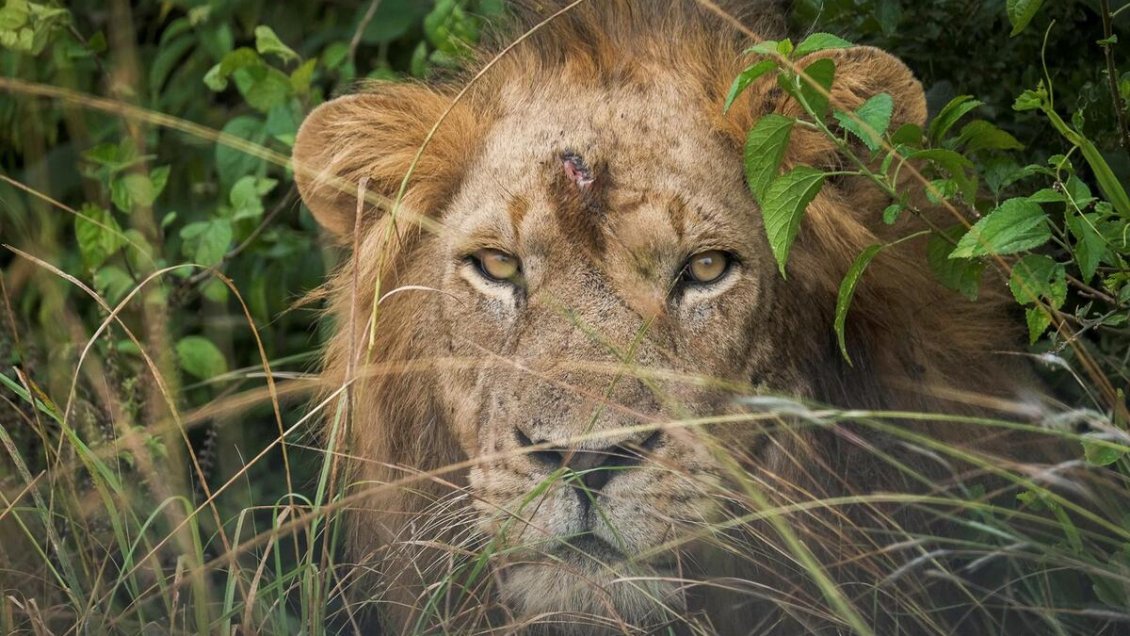 Diez leones murieron por supuesto envenenamiento en reserva natural de Tanzania