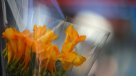 ¿Por qué se regalan flores amarillas el 21 de septiembre?