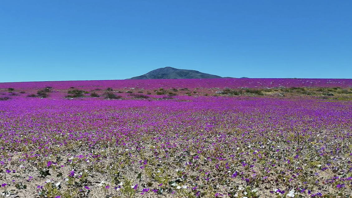 Desierto florido tendrá una 