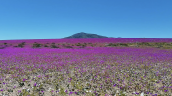 Desierto florido tendrá una 