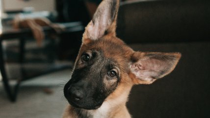   Perros entienden estructura de las palabras igual que las guaguas, según estudio 