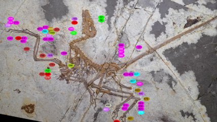 Fósil emplumado demostró que dinosaurios y aves desarrollaron el vuelo por caminos independientes