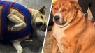 Concurso de perros gordos causa furor en redes sociales