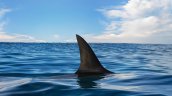 Tiburón a la vista en Rapa Nui: Piden evitar ingreso al mar