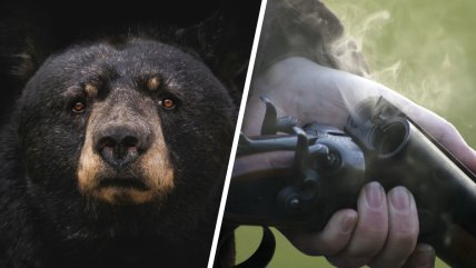   Megacampaña de caza suma casi 900 osos muertos en región siberiana 