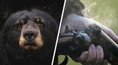 Megacampaña de caza suma casi 900 osos muertos en región siberiana
