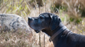 ¿Por qué los perros grandes viven menos?: la ciencia apunta a los 