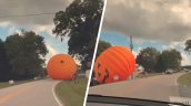 Cosas de Halloween: el viento no perdonó y se llevó una calabaza gigante