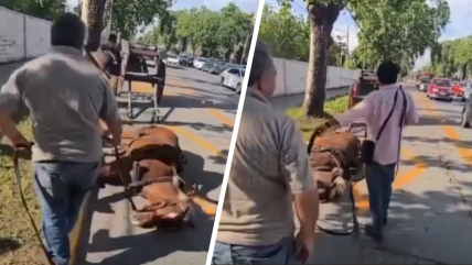 Maltrato animal: Detuvieron a dos sujetos por golpear brutalmente a un caballo