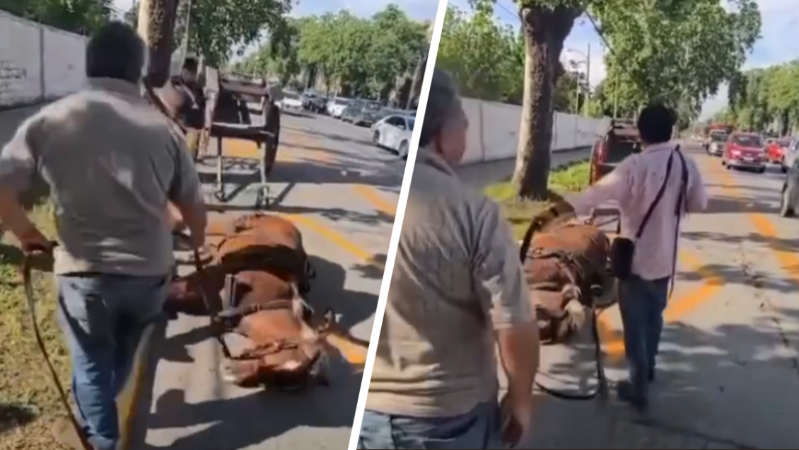 Maltrato animal: Detuvieron a dos sujetos por golpear brutalmente a un caballo