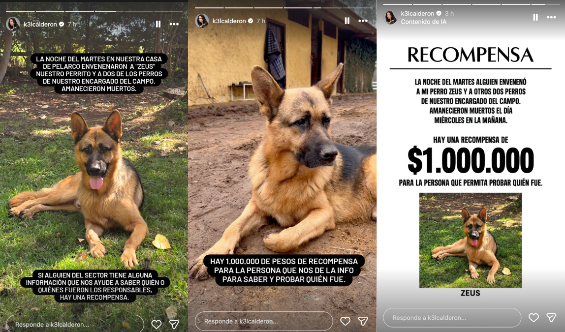 Kel Calderón ofreció recompesa para hallar al responsable de la muerte de tres perros