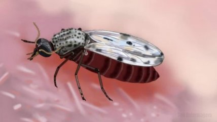   Paciente murió en Francia por virus que se creía no transmisible al hombre 