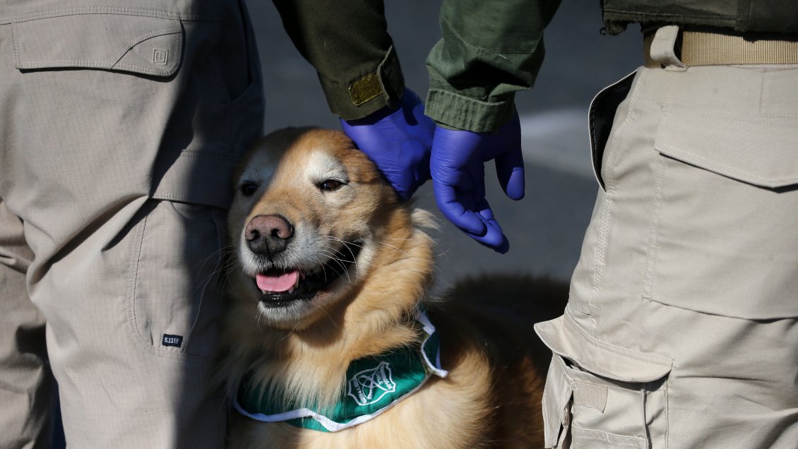 La Araucanía: Perro policial detectó tres kilos de marihuana en un bus interurbano
