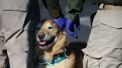 La Araucanía: Perro policial detectó tres kilos de marihuana en un bus interurbano