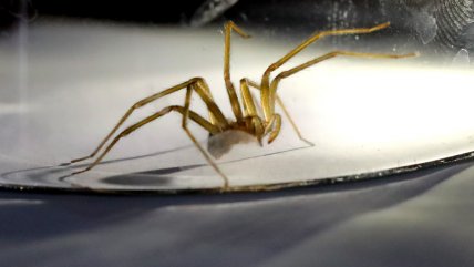   ¿Qué hacer frente a una mordedura de araña de rincón? 