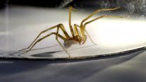 ¿Qué hacer frente a una mordedura de araña de rincón?