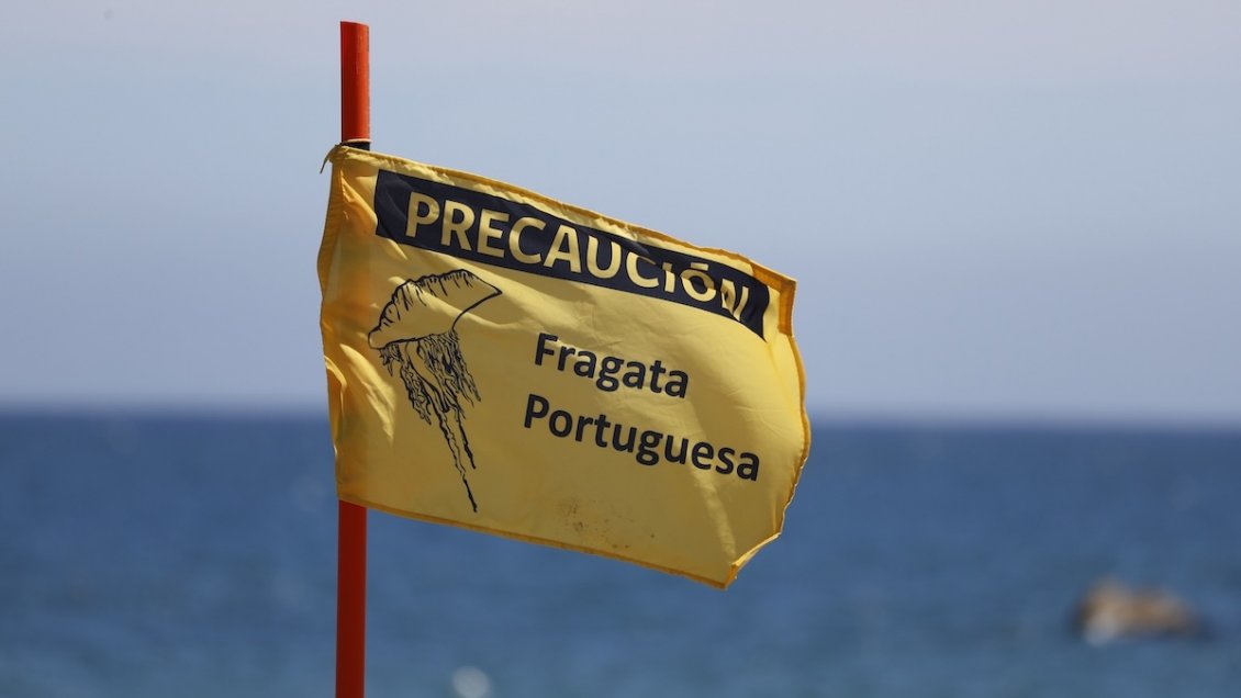 Decretan prohibición de baño en Puerto Saavedra por presencia de fragata portuguesa