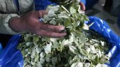 Más de 100 kilos de hojas incautados: seis bolivianos fueron detenidos por tráfico de coca
