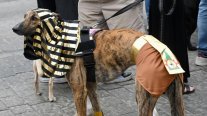 Halloween canino: perros disfrazados se reunieron en plaza de Ñuñoa